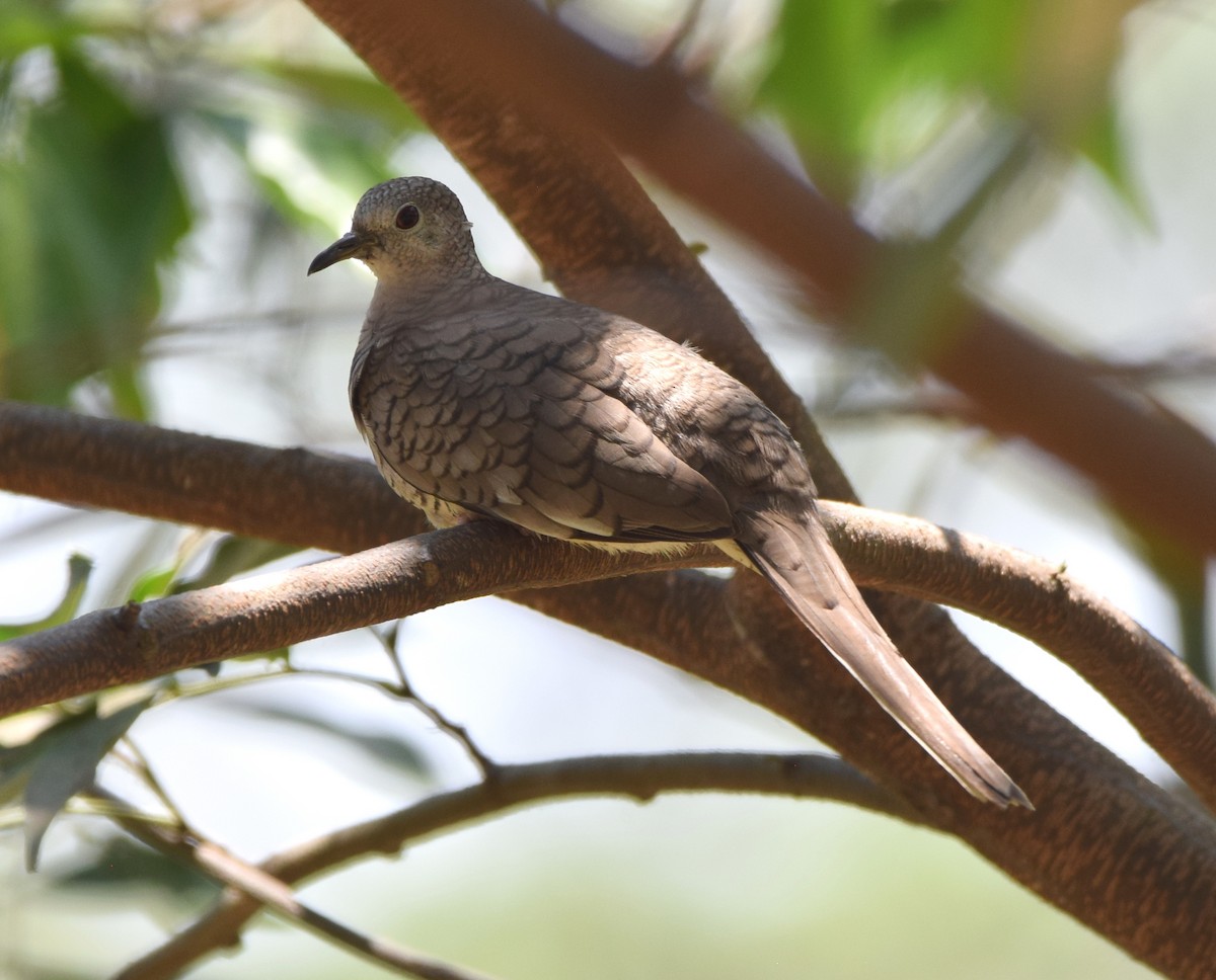 Inca Dove - ML618235530