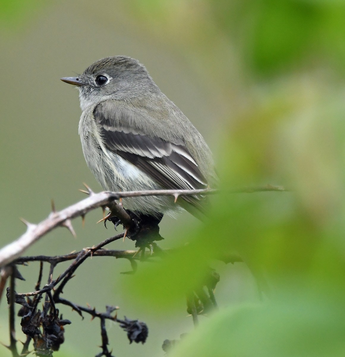 Hammond's Flycatcher - Richard Taylor