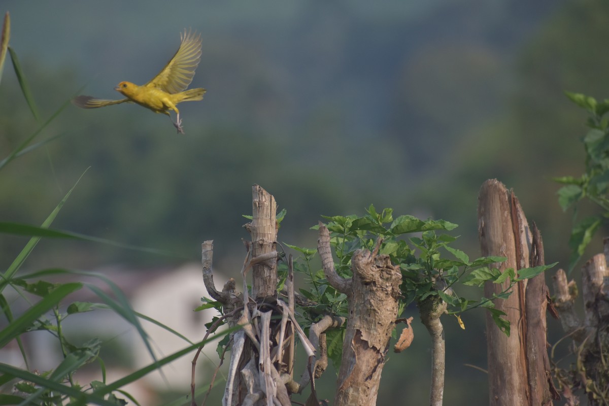 Saffron Finch - Nima Gallego