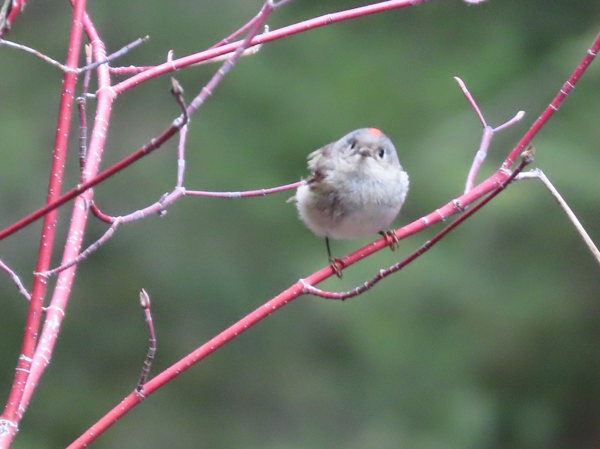 Ruby-crowned Kinglet - ML618235558