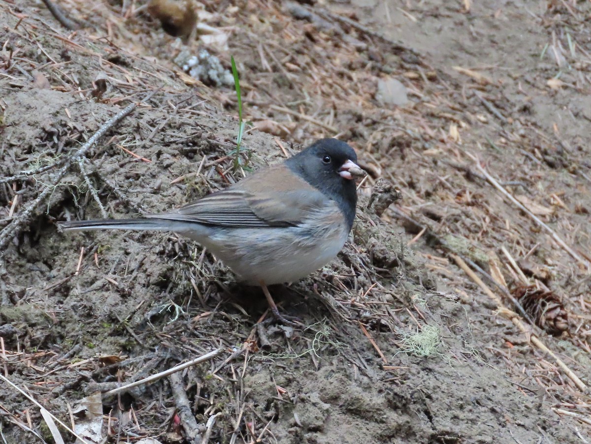 Dark-eyed Junco - ML618235571