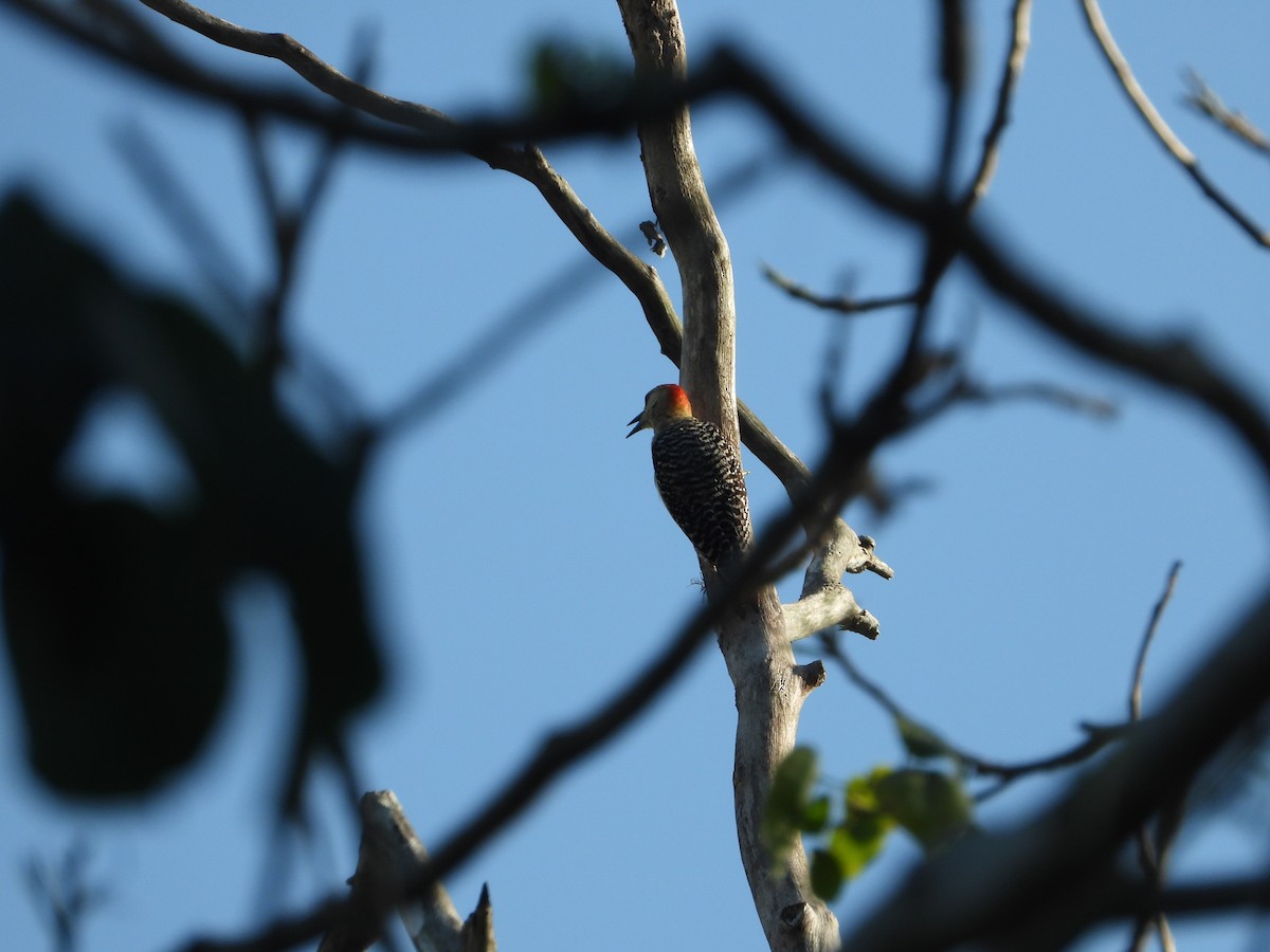 Red-crowned Woodpecker - Jose Fernando Sanchez O.