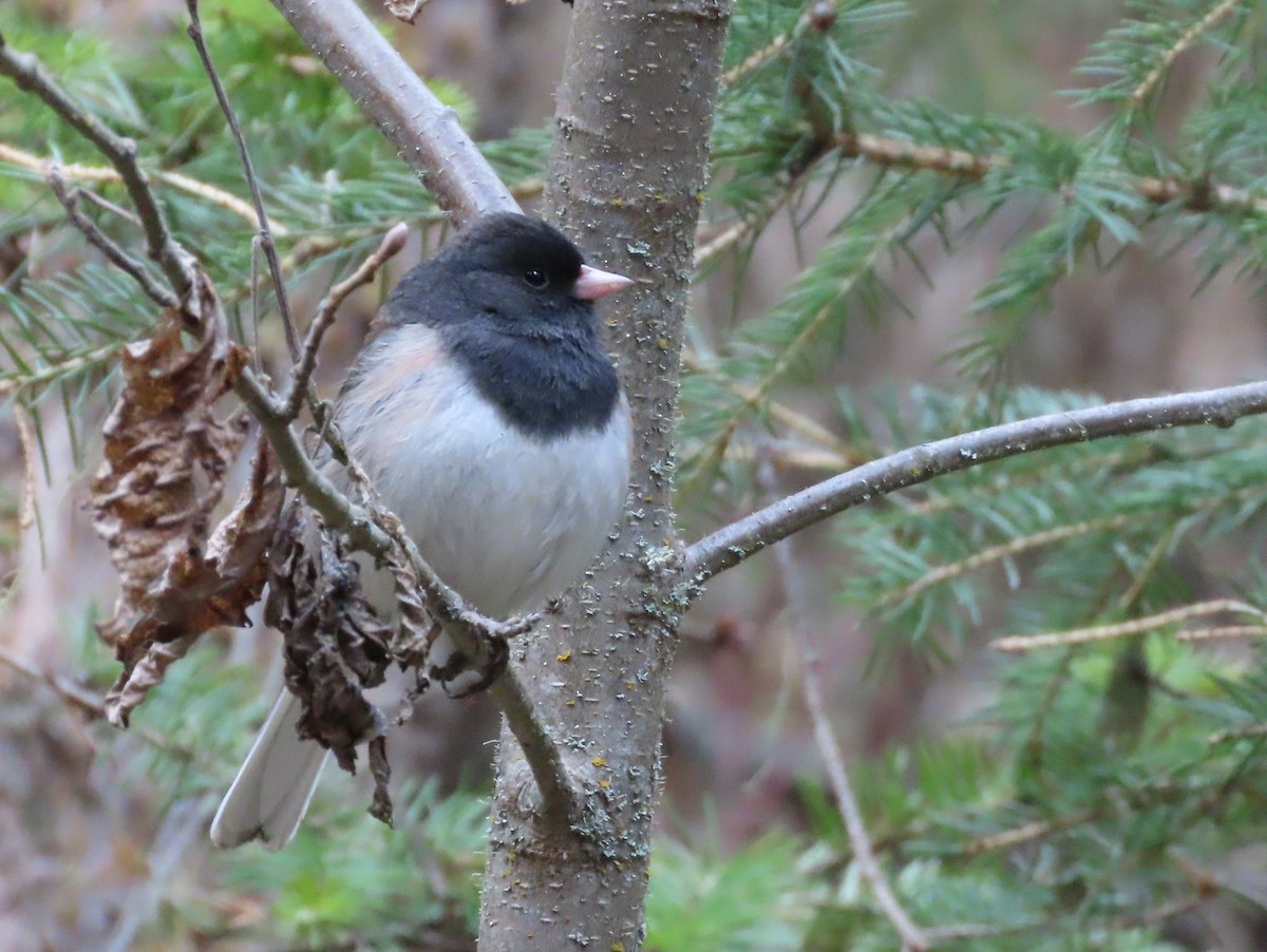 Junco Ojioscuro - ML618235589