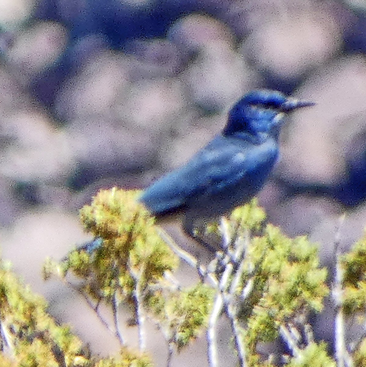 マツカケス - ML618235600