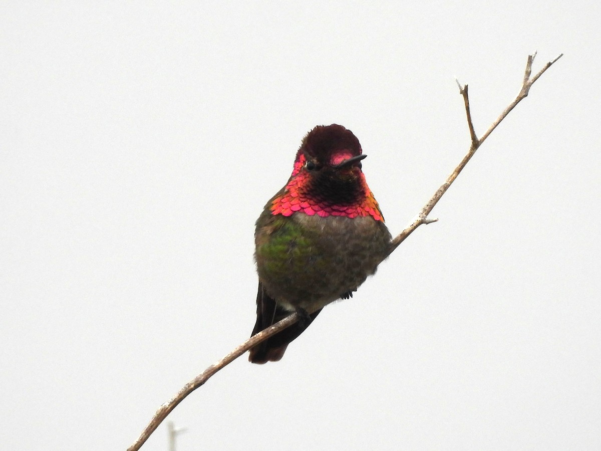 Anna's Hummingbird - Sharon Wilcox