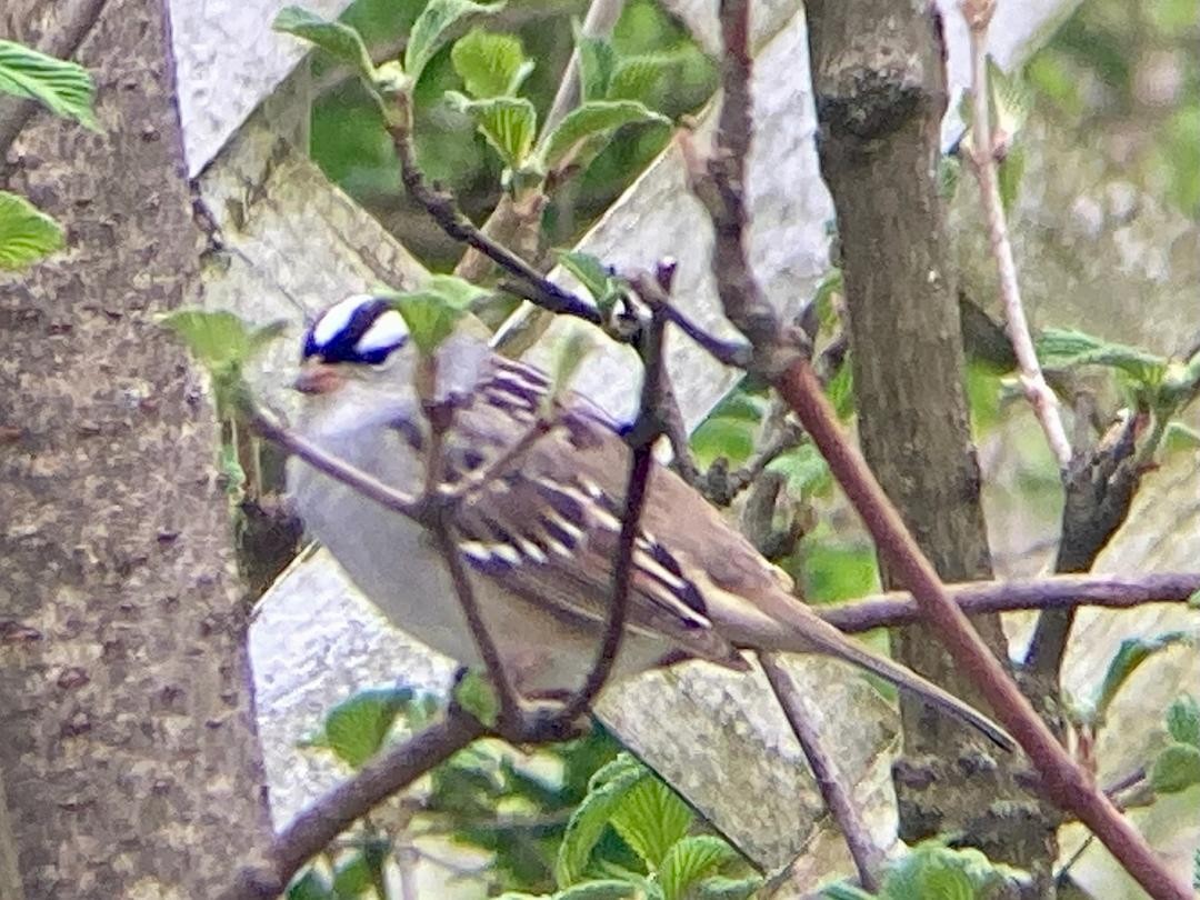 White-crowned Sparrow - Joan Scheu