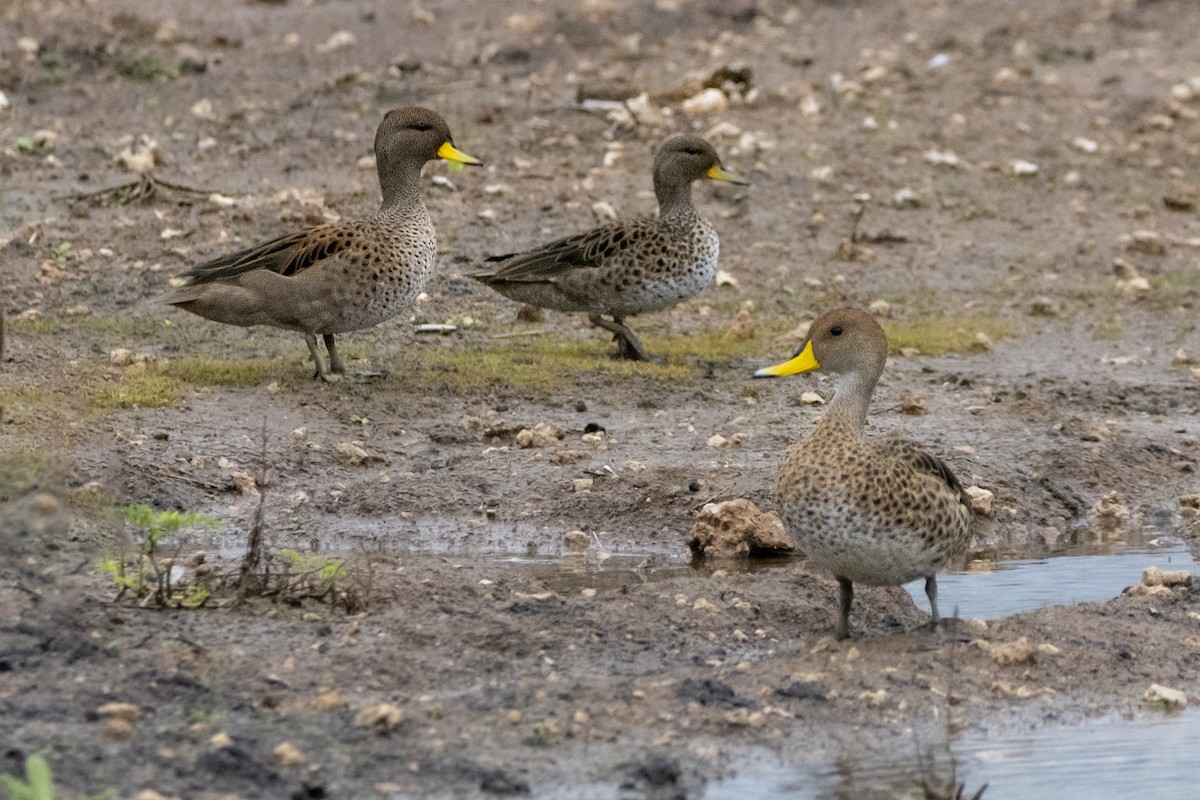 Yellow-billed Pintail - ADRIAN GRILLI