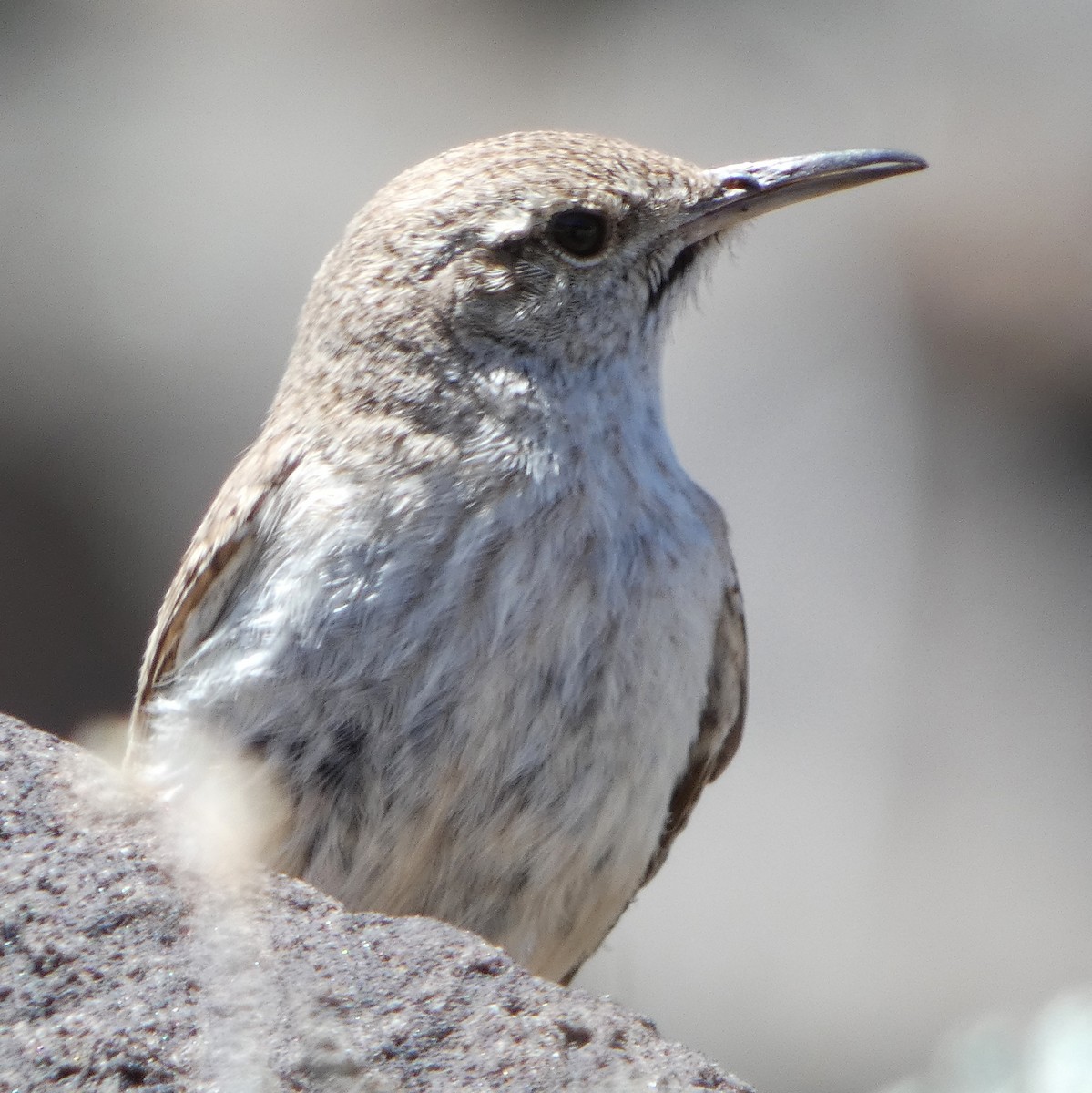 Rock Wren - ML618235627