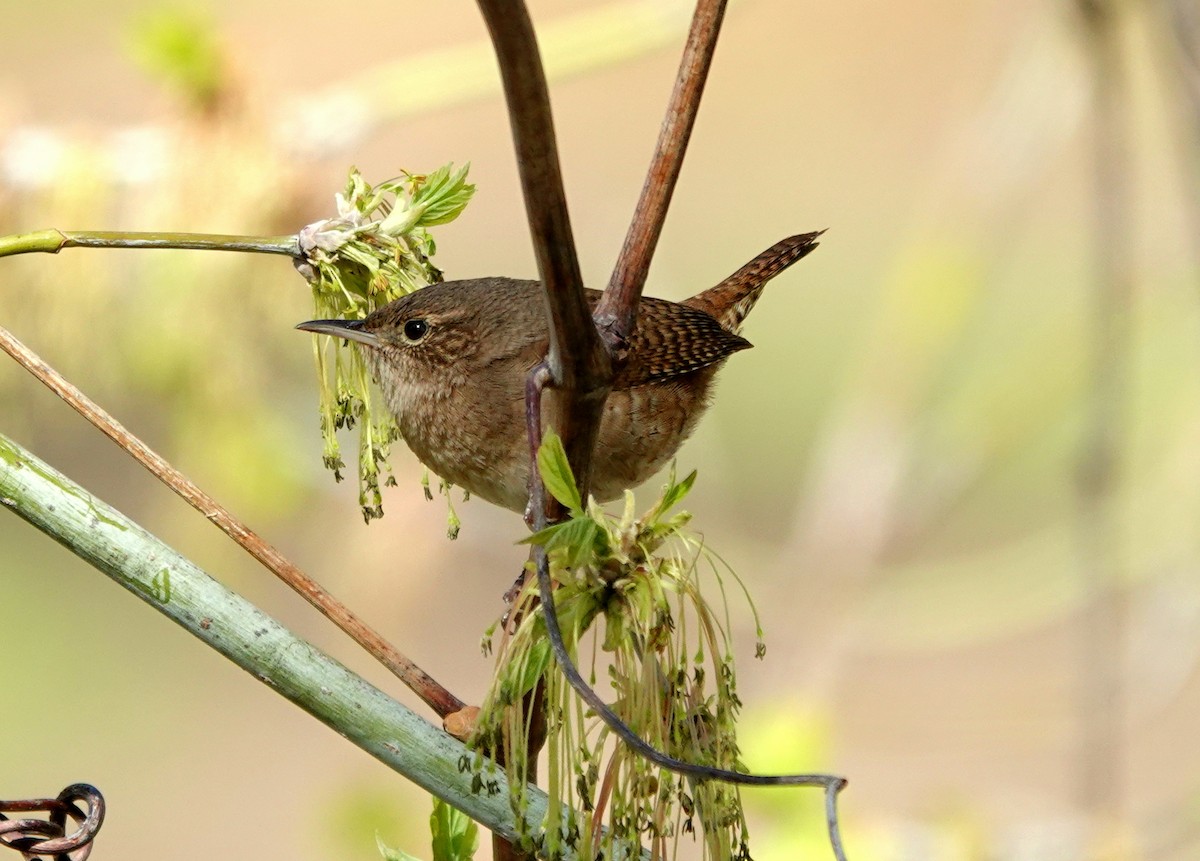 House Wren - ML618235655