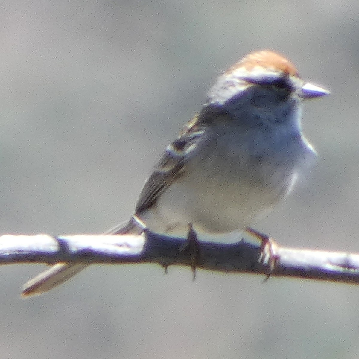 Chipping Sparrow - C Fred Zeillemaker