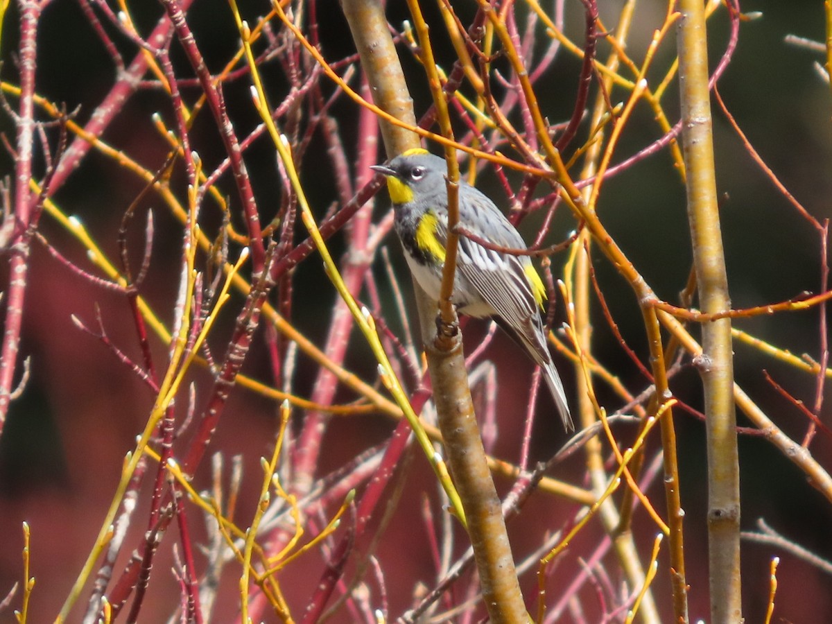 Yellow-rumped Warbler - ML618235658