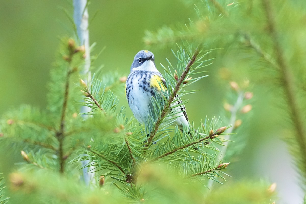 Yellow-rumped Warbler (Myrtle) - Joe RouLaine