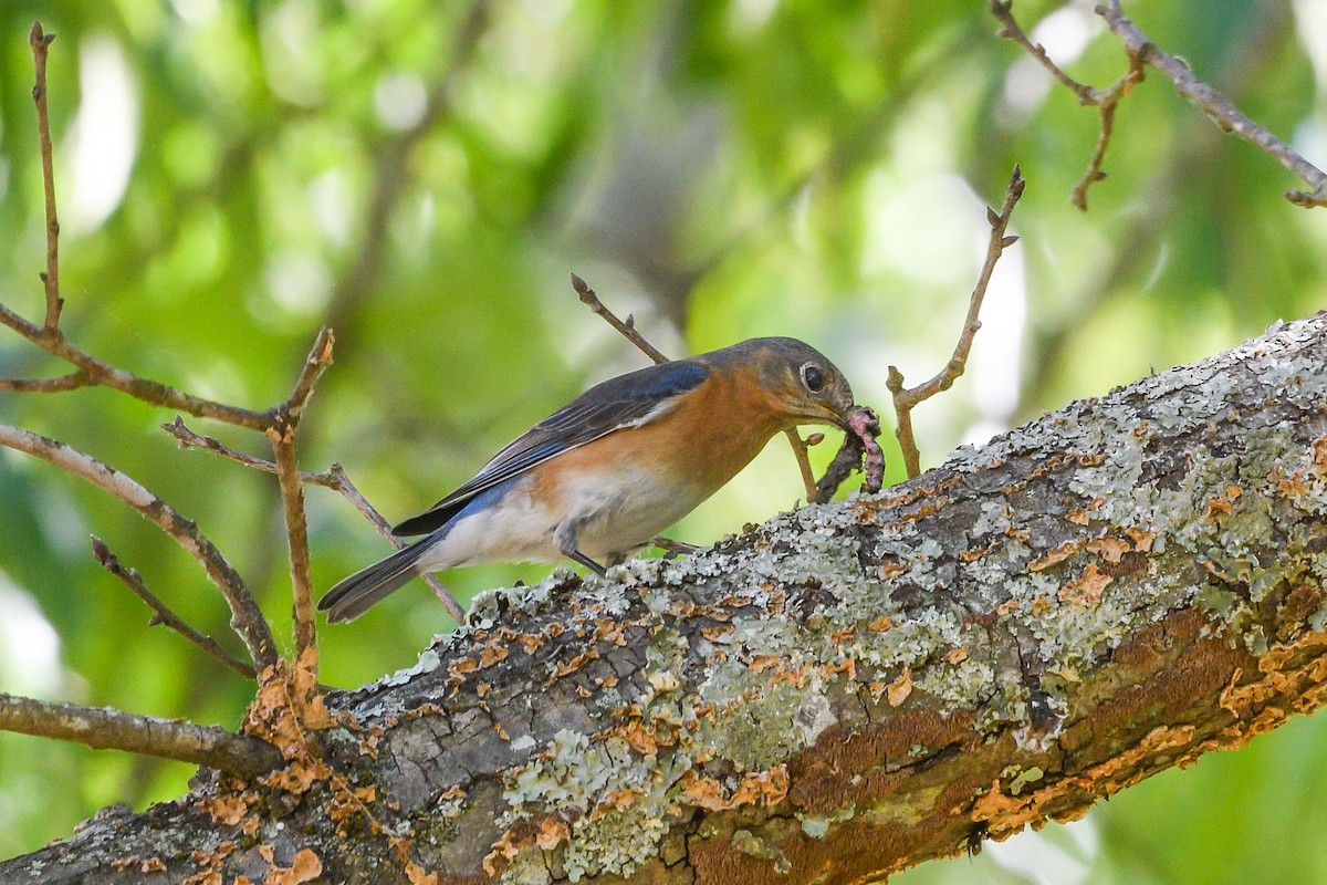 Eastern Bluebird - ML618235693