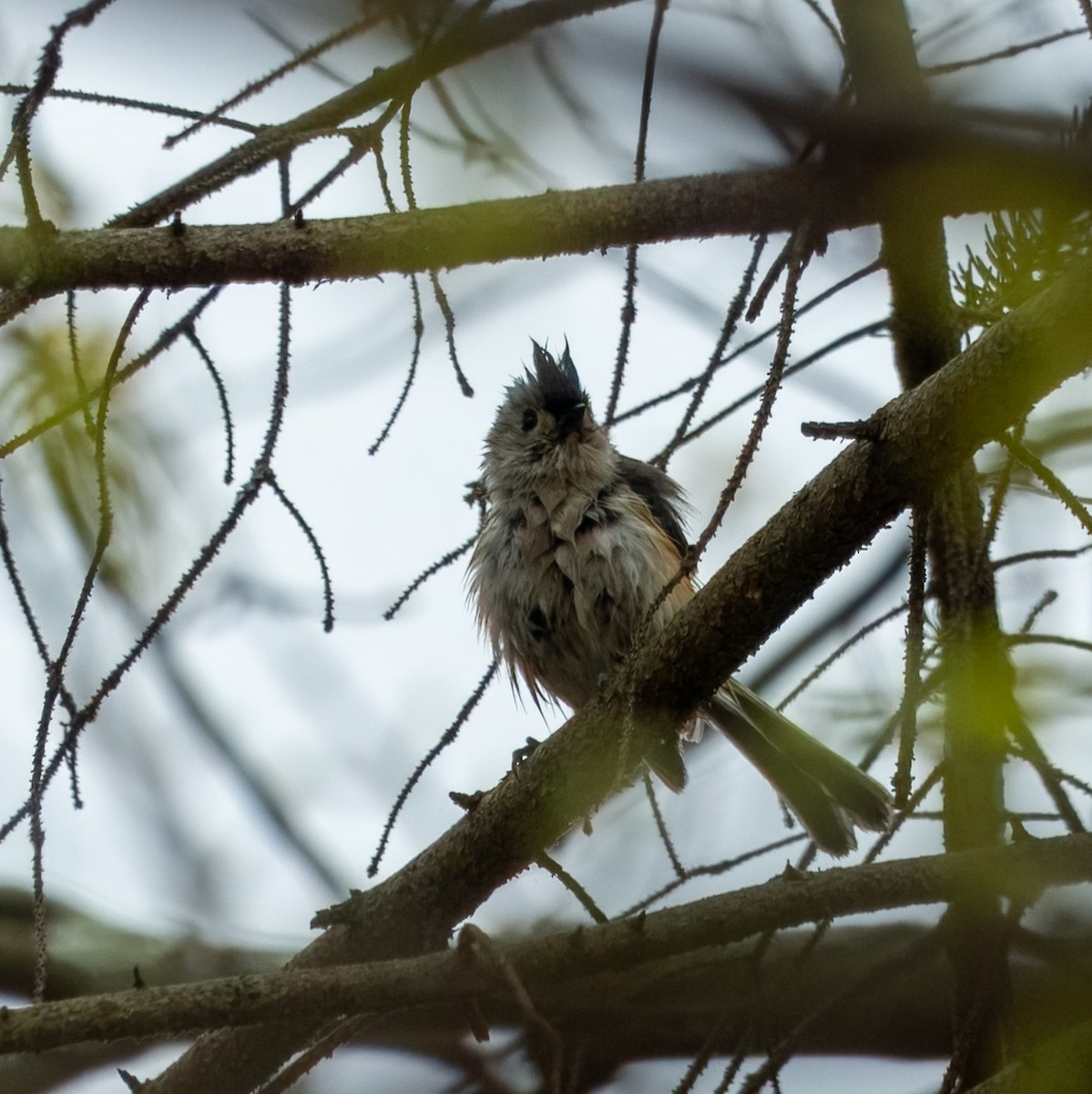 Tufted Titmouse - ML618235712