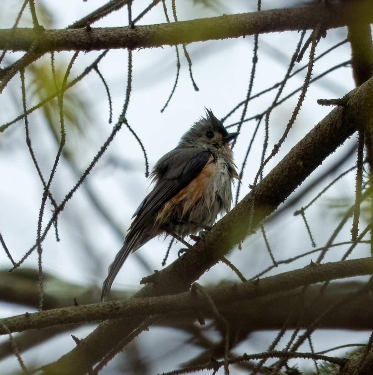 Tufted Titmouse - ML618235713