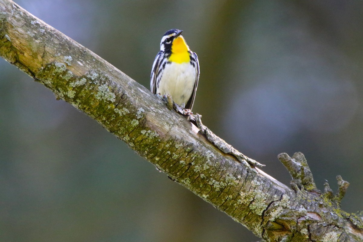 Yellow-throated Warbler - ML618235726