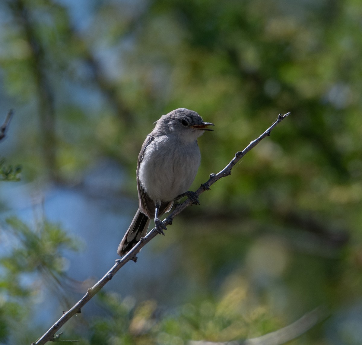 Black-tailed Gnatcatcher - David Robinson