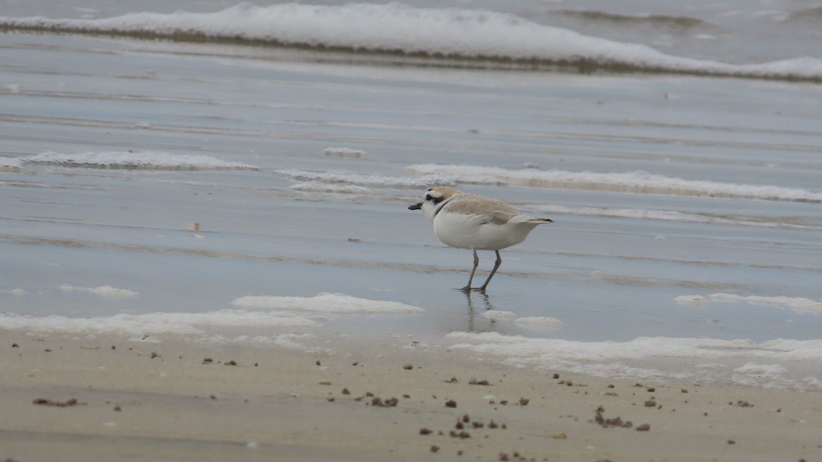 Snowy Plover - ML618235735