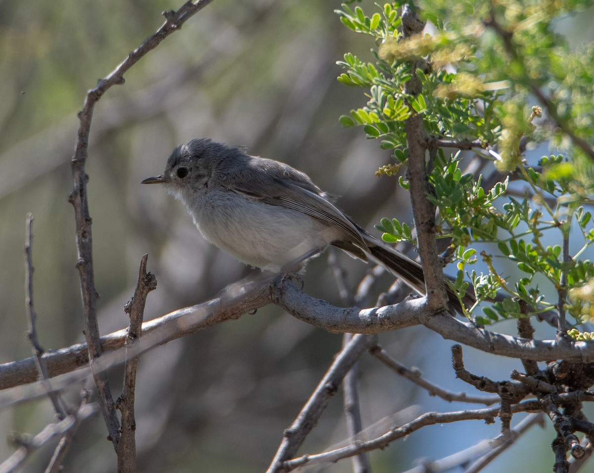 Black-tailed Gnatcatcher - David Robinson