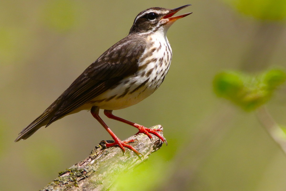 Louisiana Waterthrush - ML618235747