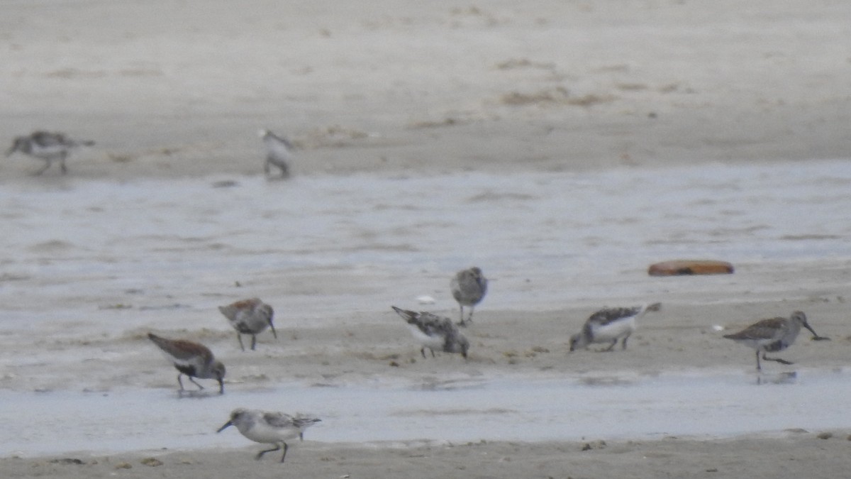 Sanderling - Vincent Glasser