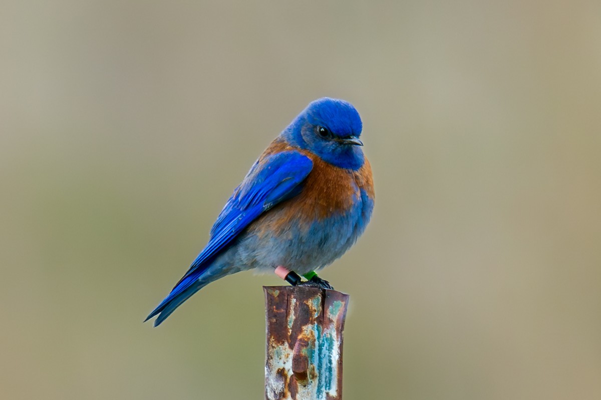 Western Bluebird - ML618235793