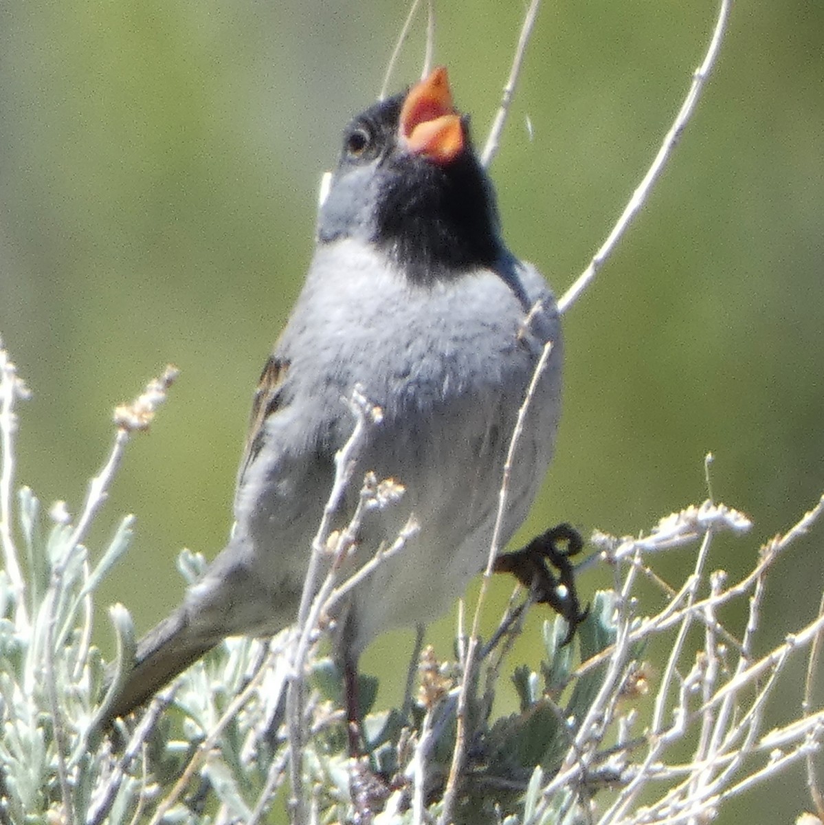 アゴグロヒメドリ - ML618235817