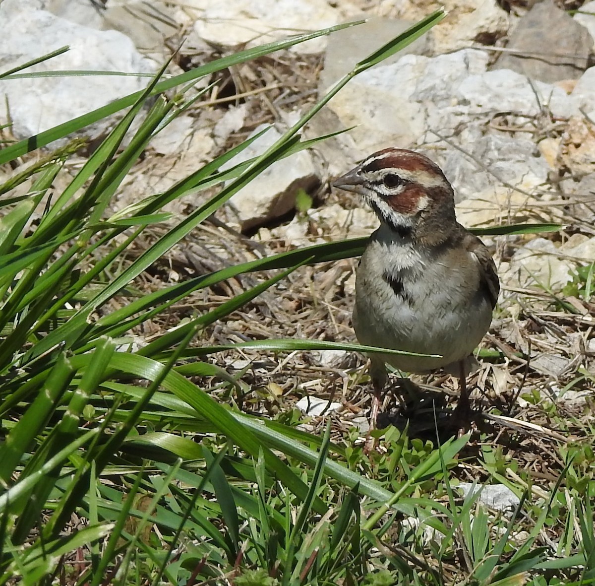 Lark Sparrow - ML618235831