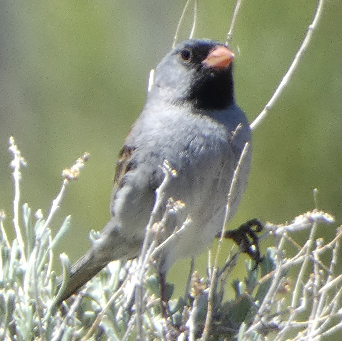 Black-chinned Sparrow - C Fred Zeillemaker