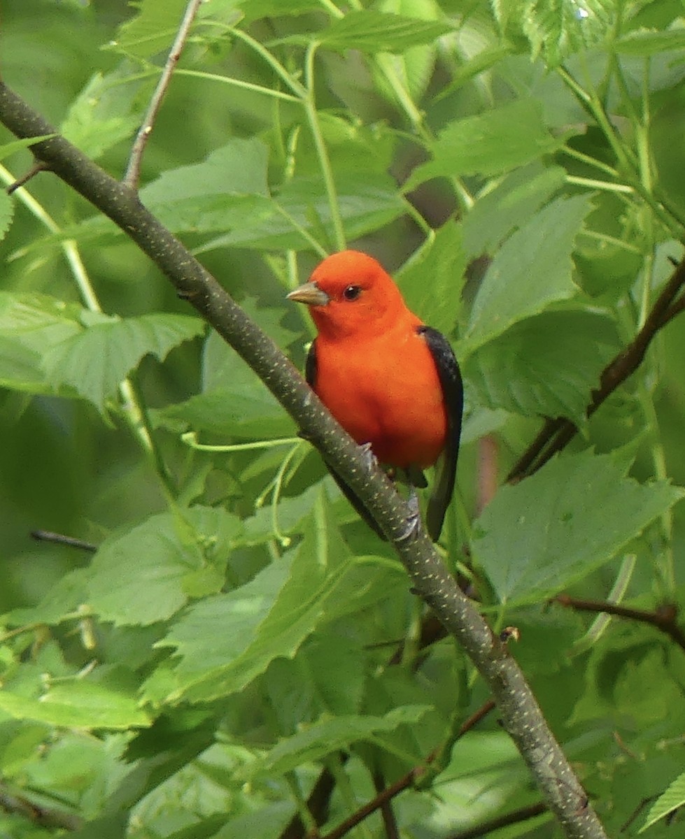 Scarlet Tanager - ML618235859