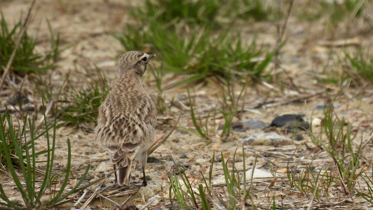 Horned Lark - Keith Eric Costley