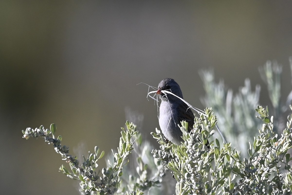 Black-chinned Sparrow - Alex Castelein