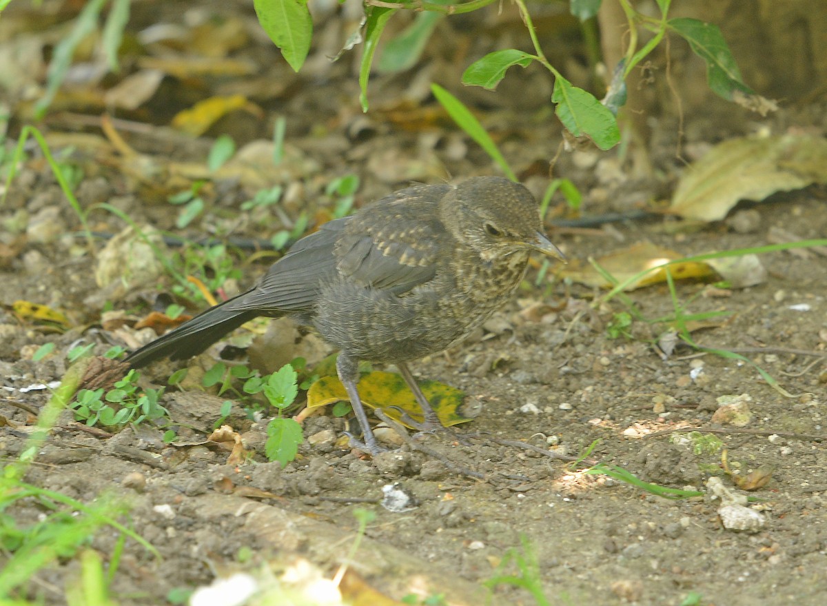 Eurasian Blackbird - Bill Telfair