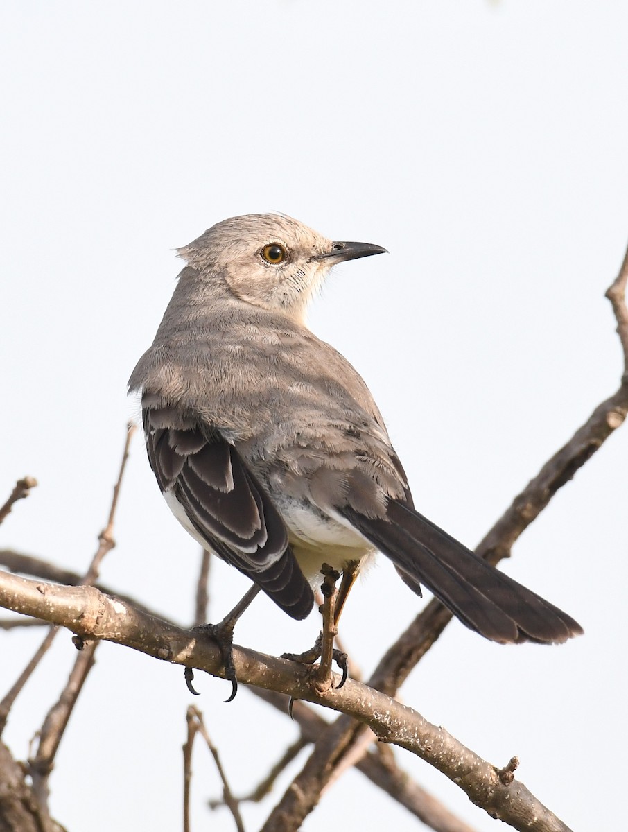 Northern Mockingbird - Pam Perna