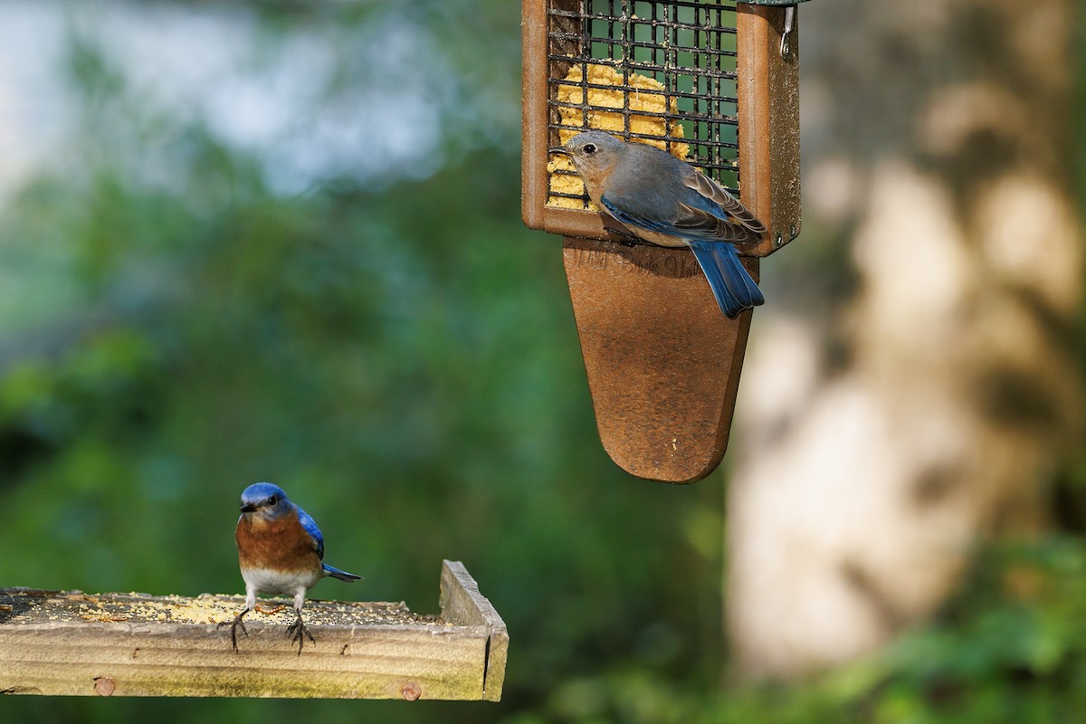 Eastern Bluebird - Doug Waters