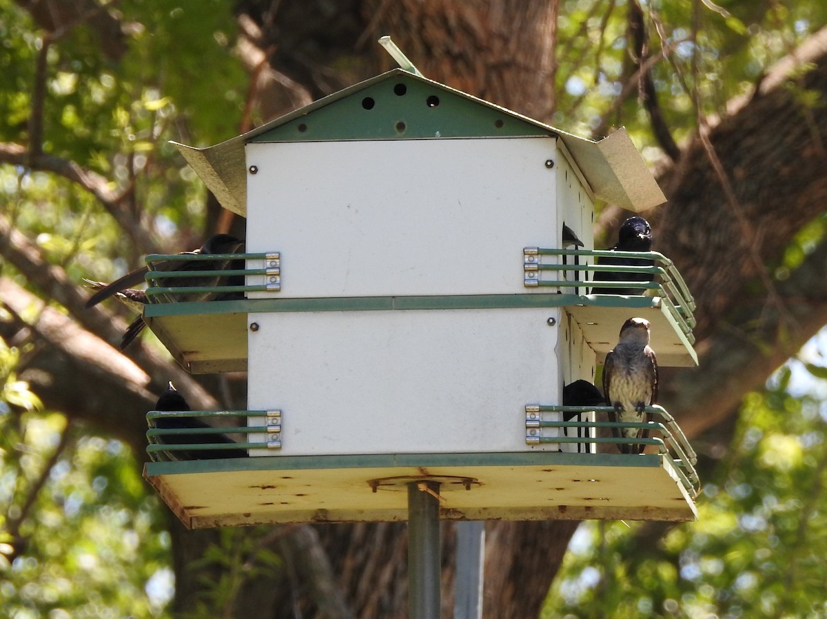 Purple Martin - Carol Morgan