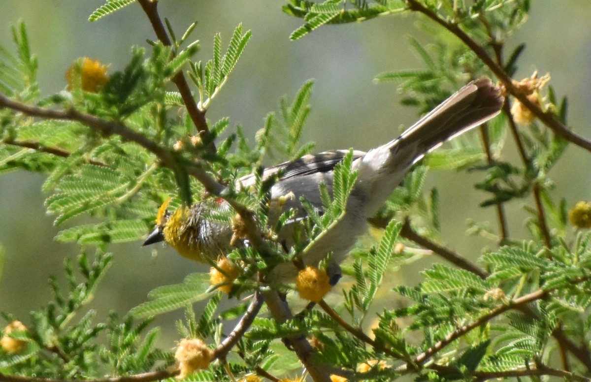 Verdin - Anonymous