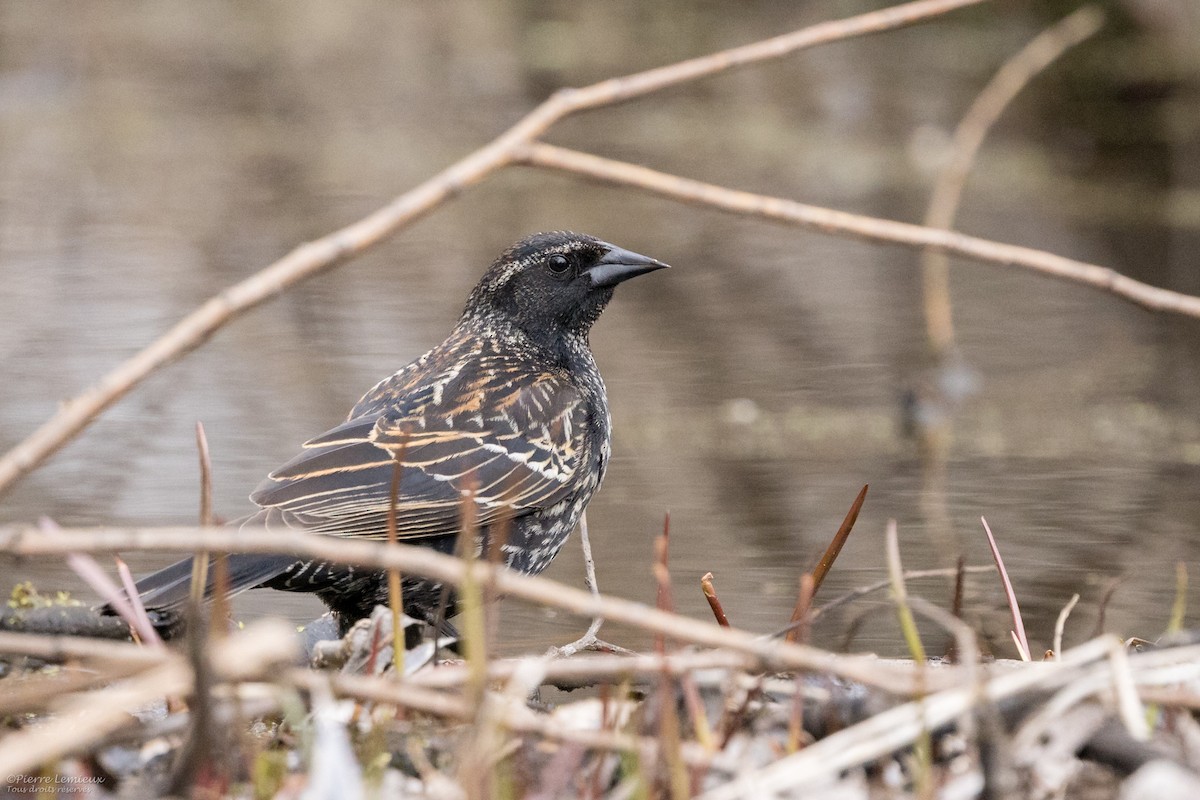 Red-winged Blackbird - Pierre Lemieux