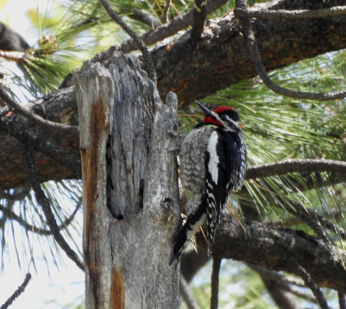 Red-naped Sapsucker - ML618235952