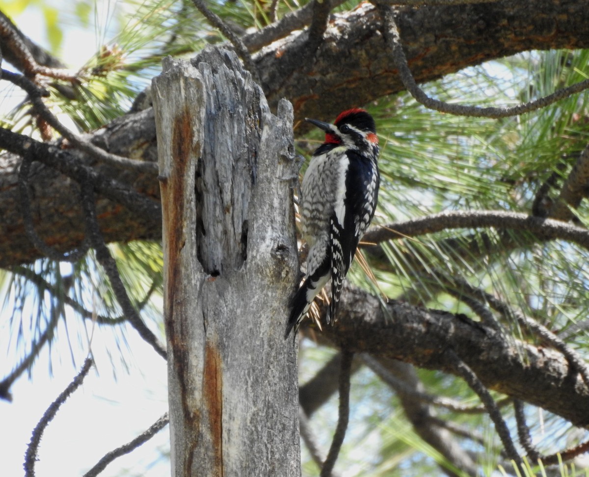 Red-naped Sapsucker - ML618235962