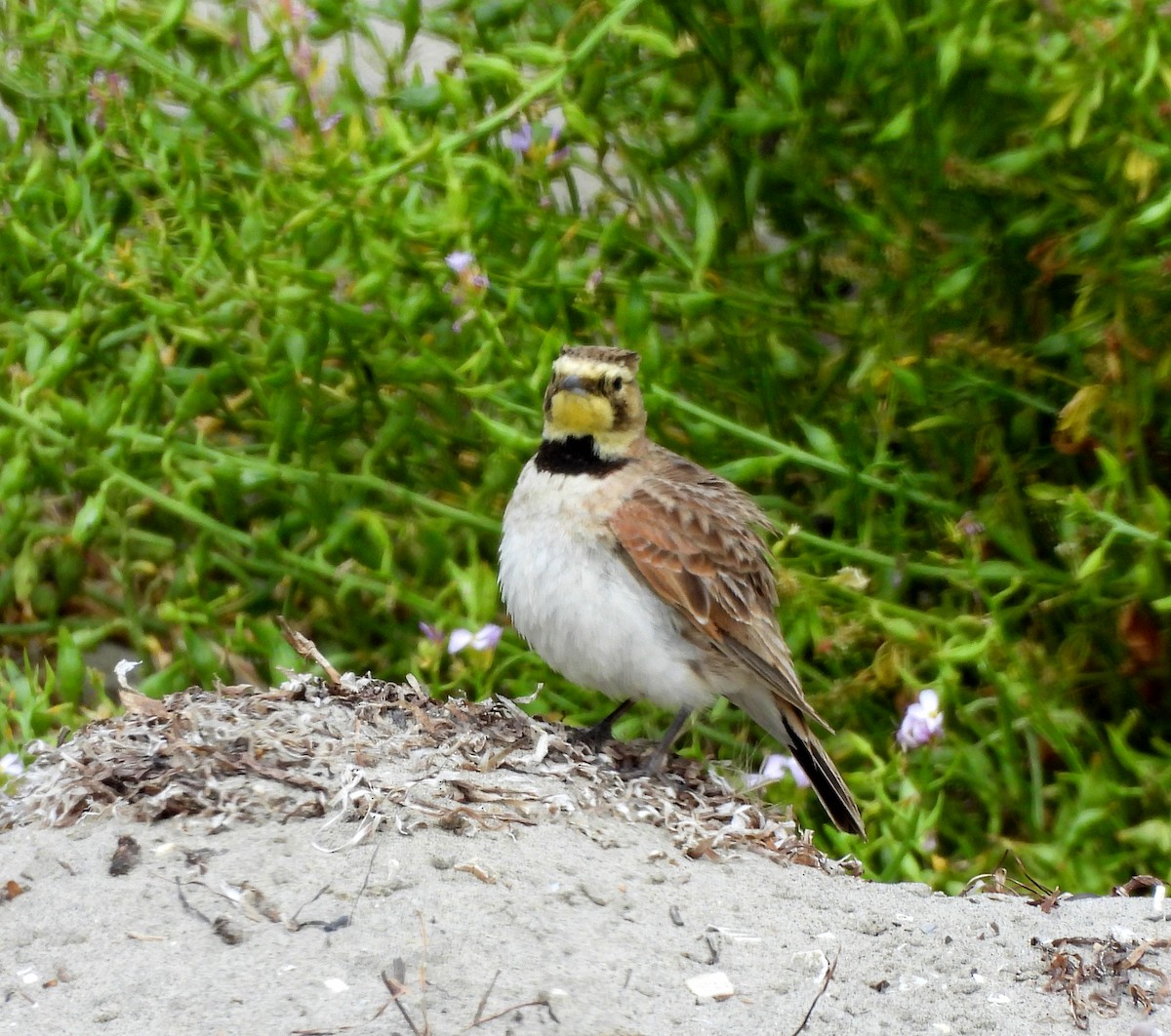 Horned Lark - Sharon Wilcox