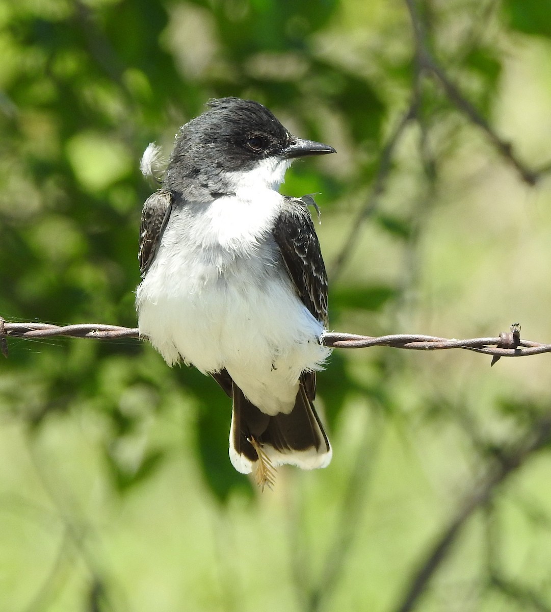 Eastern Kingbird - ML618235966