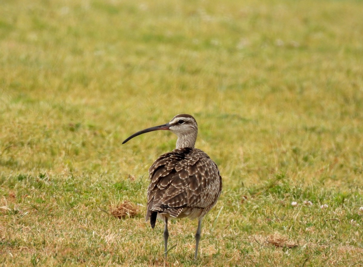 Whimbrel - Sharon Wilcox