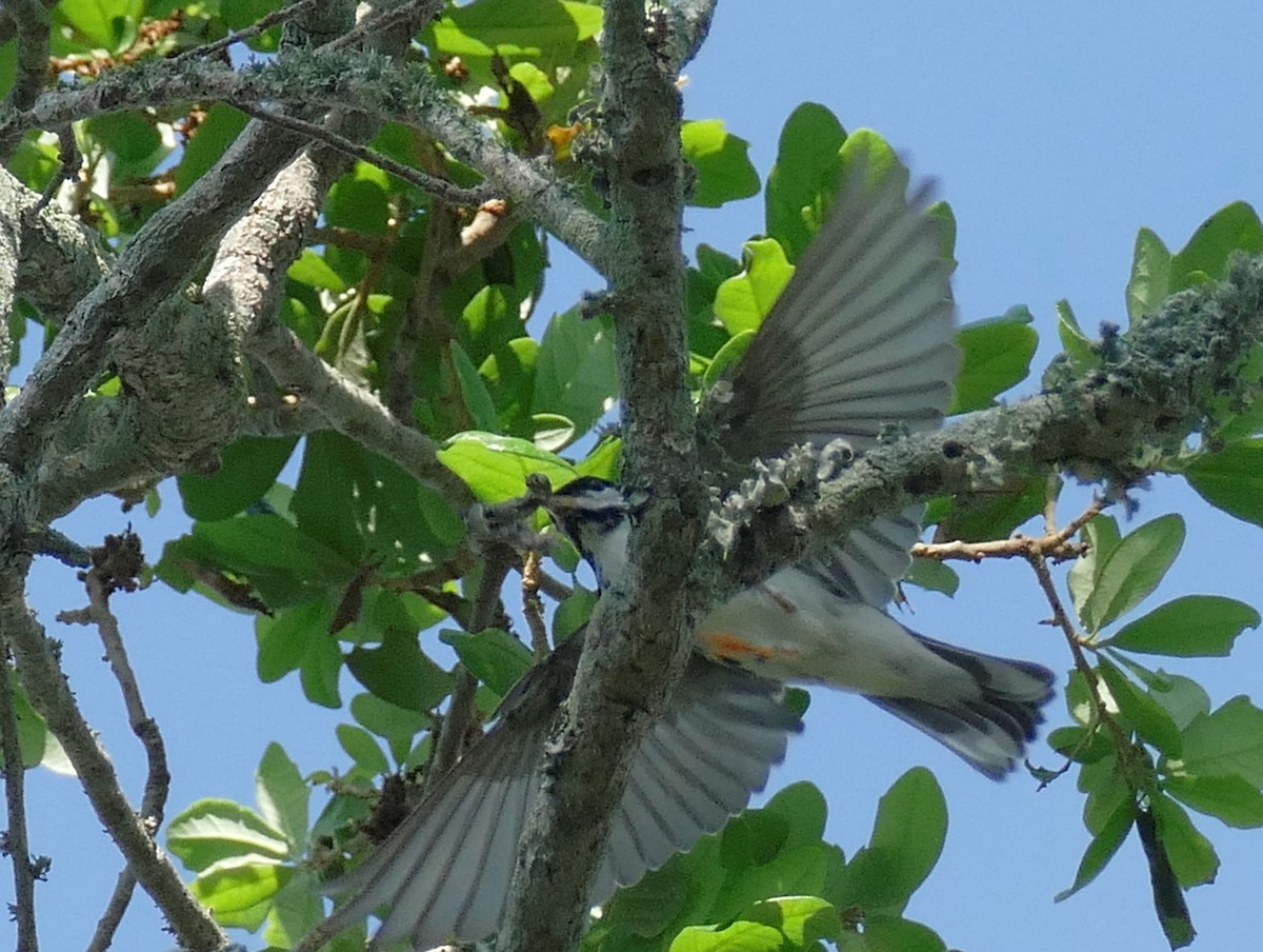 Blackpoll Warbler - ML618235984