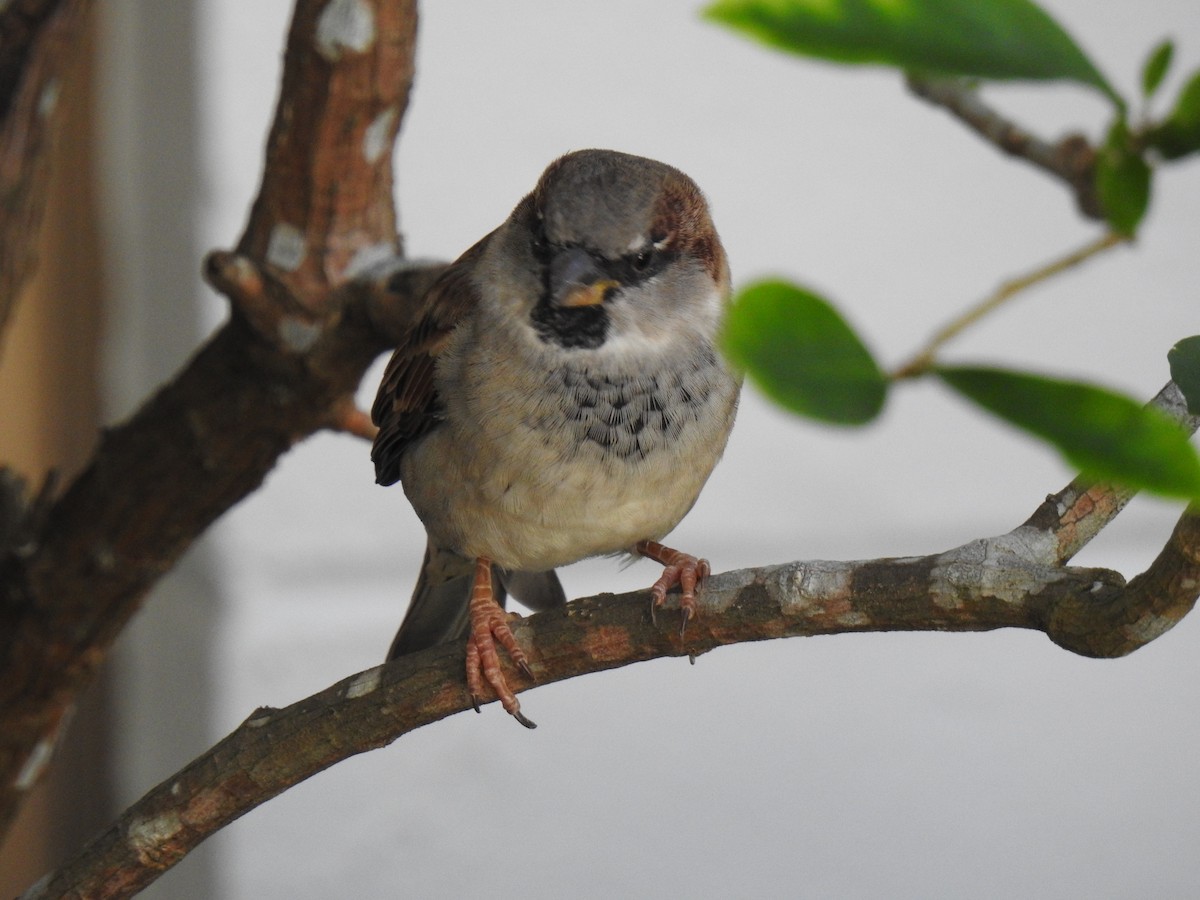 House Sparrow - Monica Mesch