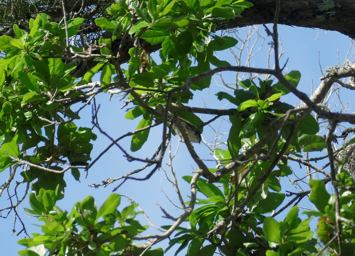 Blackpoll Warbler - ML618236000