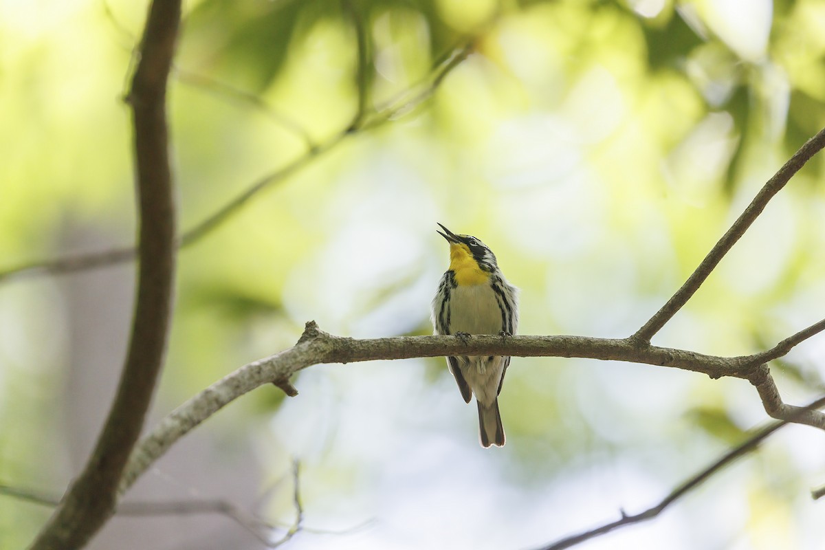 Yellow-throated Warbler - Doug Waters