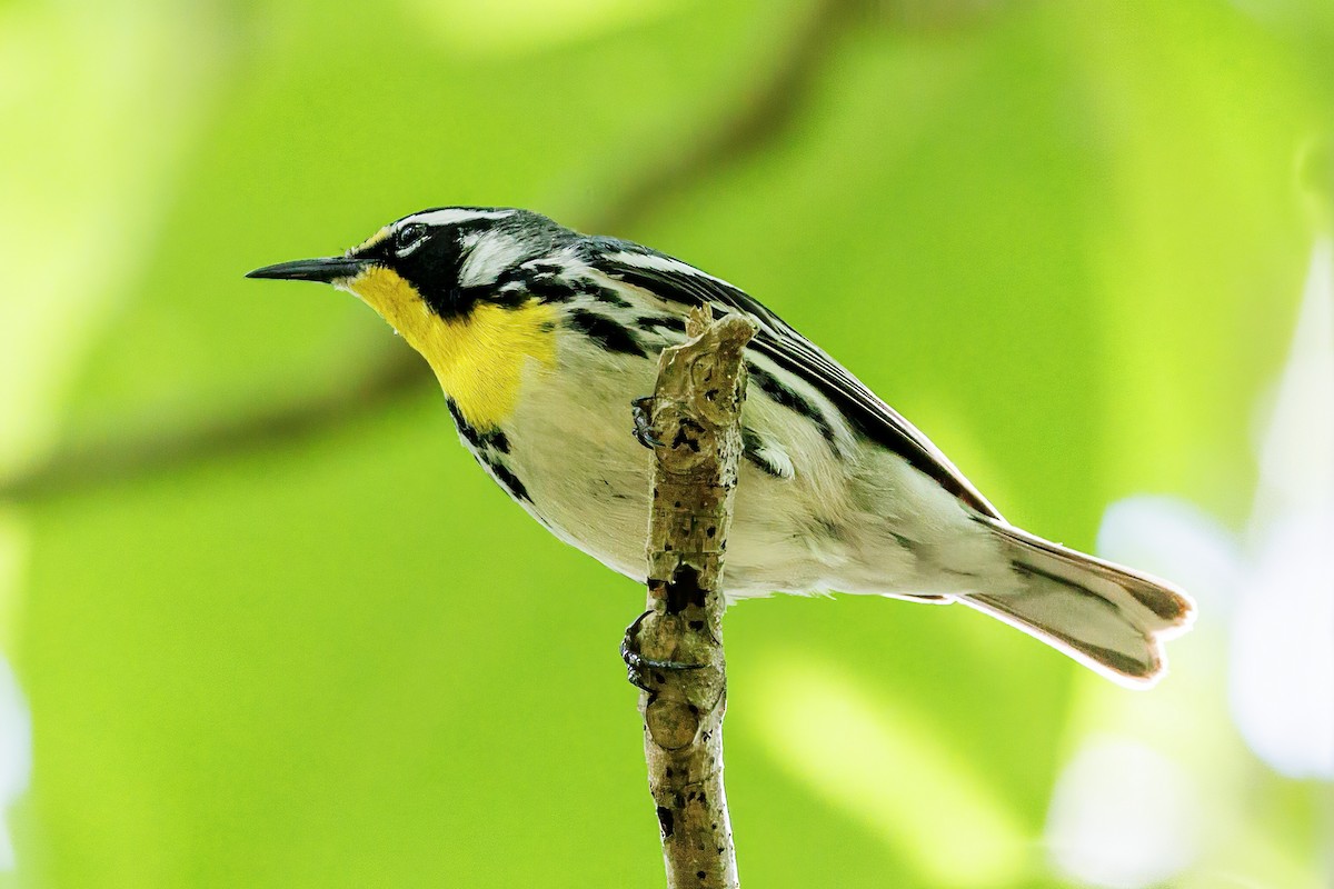 Yellow-throated Warbler - Doug Waters