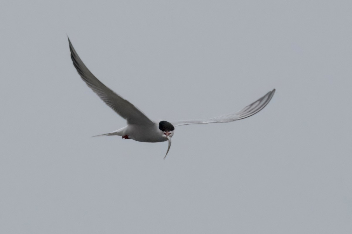 Common Tern - ML618236015