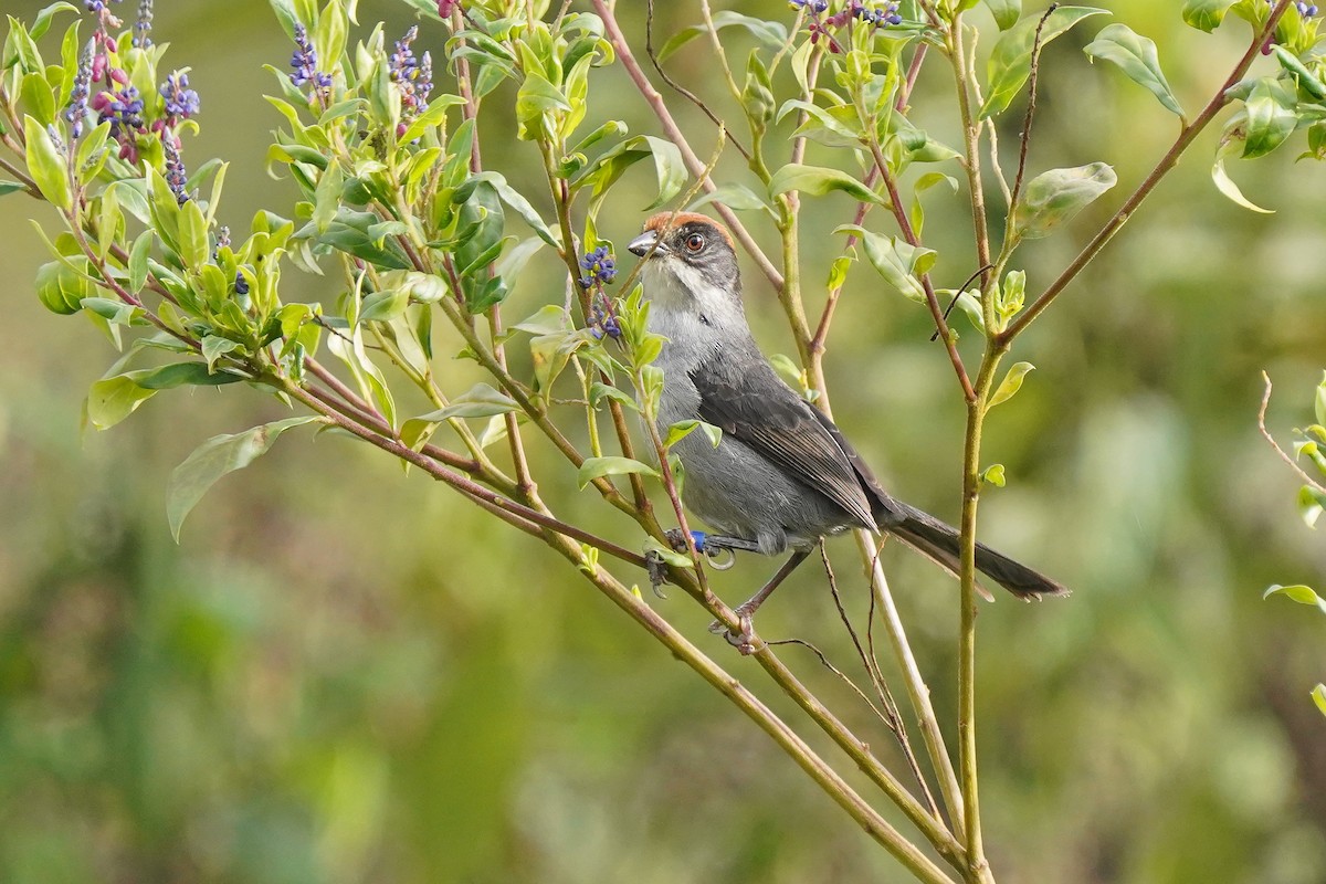 Antioquia Brushfinch - ML618236035